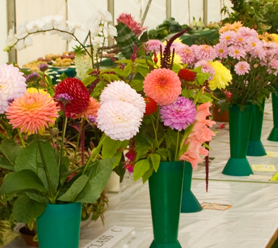 Federation of Middlesex Show
